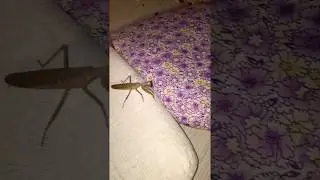 Богомол который всё видит
