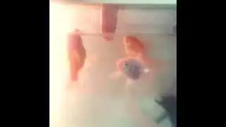 Parmak Yiyen Canavar Japon Balığı
