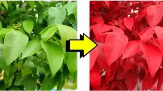Best app for mobile photography •|• Edit photos using Comica | Malayalam