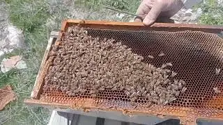 Şoklama İle Arıyı Kurtarmak!