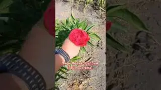 Пион Феликс Суприм (Felix Supreme)