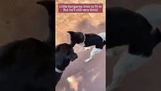 Little kangaroo tries to fit in ,but he's still very timid