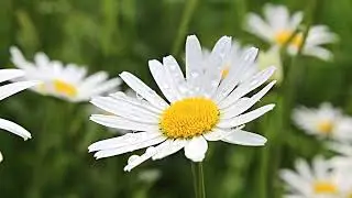 HD flower video  Amazing nature  Free HD videos   no copyright
