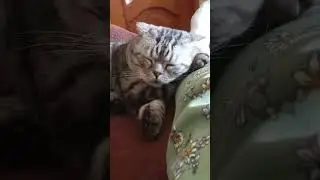 Прилёг отдохнуть 