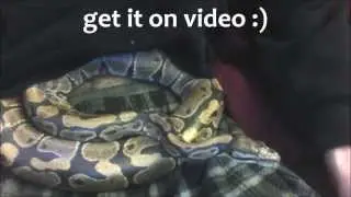 Ball Python Listens to 