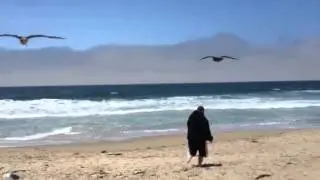 Monterey, wild birds