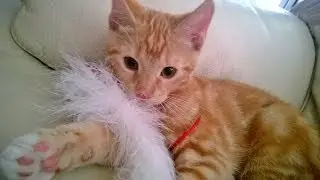 Azlan the Kitten remix - Following 1 Year