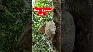 buah kakao sakit