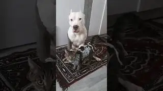 Амстафф Бой и Киса семья ❤️ 