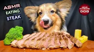 ASMR Mukbang Beef Steak 🥩 Corgi Dog Eating 2 🐕