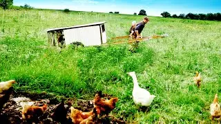 Raising Chickens (for Eggs) 4 Brilliant Ways