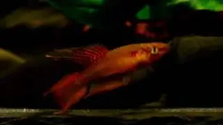 Chromaphyosemion bitaeniatum Yemoji River