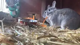 Rabbits eating carrot