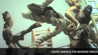 Bearded Dragon & African Grey on Leash