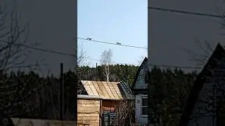 А  к  Вам приходит  белочка?
