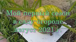 Мой первый сезон в саду-огороде. Август 2021 г.