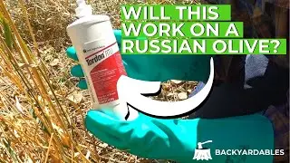 How To Kill A Russian Olive Tree | How To Kill A Tree