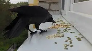 Внезапная галка :D