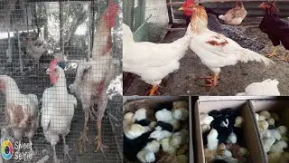 баровардани чуча бо инкубатор