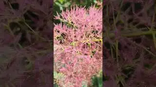 Скумпия (Cotinus coggygria сем. Сумаховые). Дерево Дыма 🌿