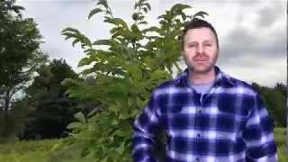 How to Grow a Chestnut Orchard: Part I - Why Chestnuts?