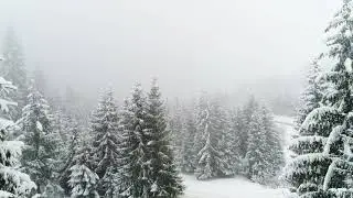 Snowing in a foggy forest, slow motion