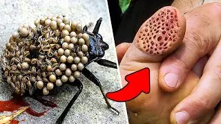 СУЩЕСТВА С САМЫМИ БОЛЕЗНЕННЫМИ УКУСАМИ В МИРЕ!