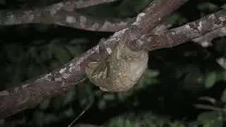 Sunda Colugo licking lichen from a tree.