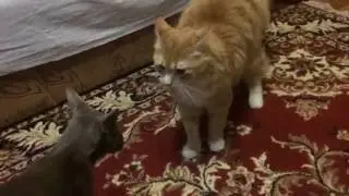 Ориентальный кот