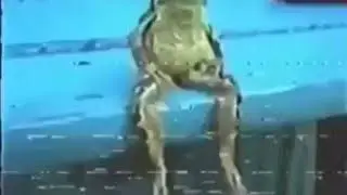 ضفدع يجلس برو