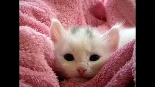 Cute Kittens