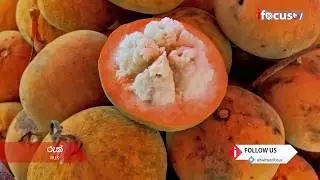 රුක්/Ruk - Donga | ‍ඩොංගා