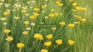 Kansas - Dust in the Wind / Türkçe Çeviri