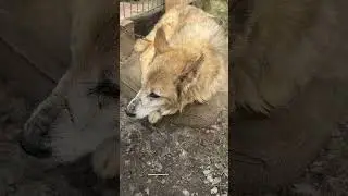Наши хвостики ❤️
