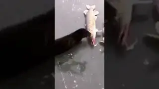Отдай щуку, самую большую забрала.😂😂😂