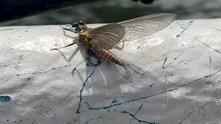 Yakima River Fly Fishing Report-April 11th, 2024-Worley Bugger Fly Co