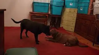 gus and Noa playing