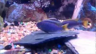 Cichlid Threesome!