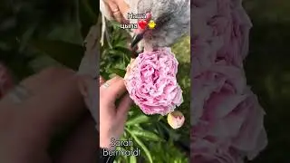 Цветение пионов 2024 / Blooming peony 2024
