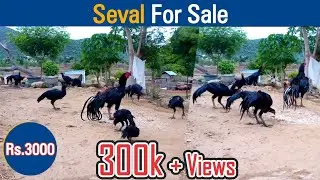 Seval For Sale | Dreamer Paul Vlog | Tamil