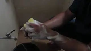 Jan Clarenze Anlites - Surgical Scrubbing
