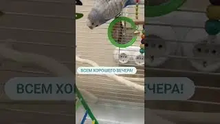 #волнистыйпопугай #попугай #зоомагазин #зоомагазинкотлео