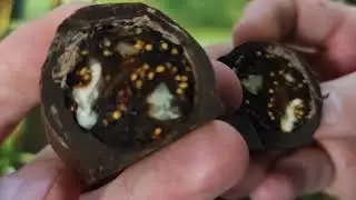 Конфеты Amanti Инжир с Волоським Горіхом - Самая вкусная конфета?