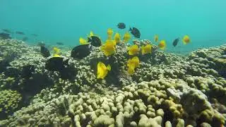 Yellow Tangs   lots
