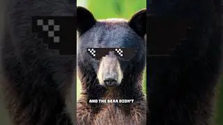 THIS BEAR DID NOT CARE!