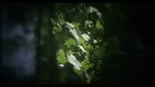 FREELENSING TEST 15