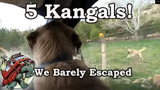 Kangals! Five Massive Turkish Sheppard Dogs Came for Timo