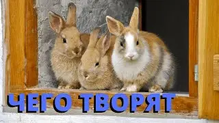 Эти кролики меня удивляют. Великаны и декоративные карликовые кролики разных пород