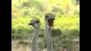 An Introduction to the Birds of Southern Africa