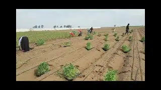 You can do it too .  How to plant pepper.  open field pepper cultivation